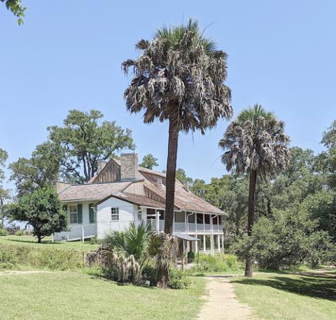 Two remaining palm trees behind the Kreische home. Photo Courtesy of Gavin Miculka