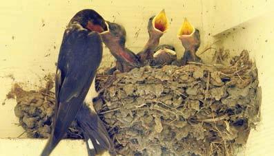 Barn swallow photos