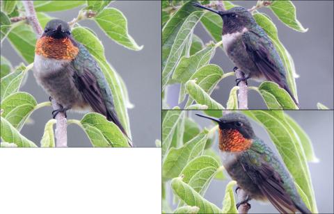Hummingbird photos