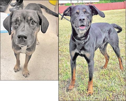 Adopt me!