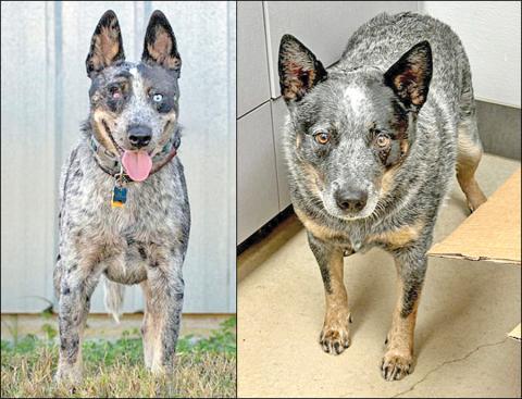Adopt me!