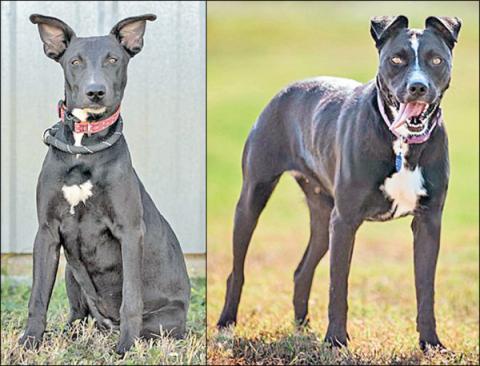 Adopt me!