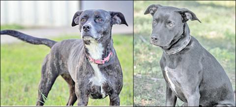 Adopt me!