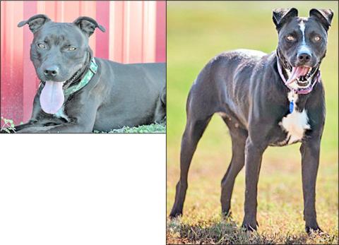 Adopt me!