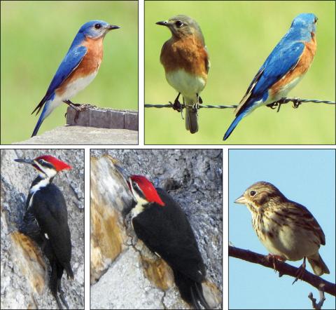 ‘Schulenbirder’ sends photos