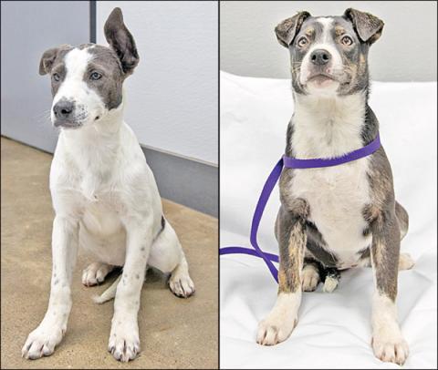 Adopt me!