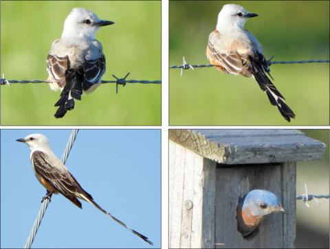 Scissortail flycatchers, eastern bluebird photos submitted