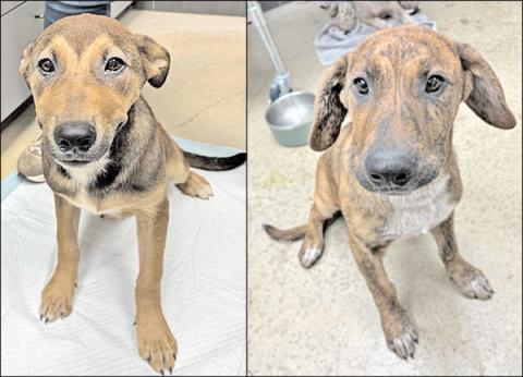 Adopt me!