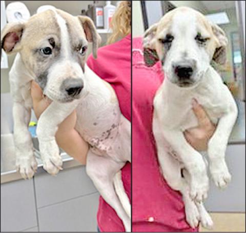 Adopt me!