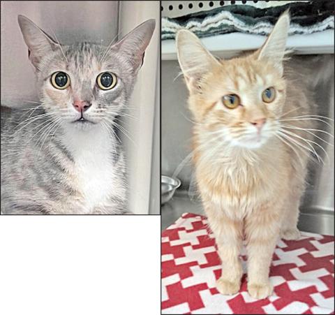 Adopt me!