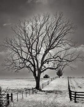 “Tree and Two Fences” by Jerry Brown