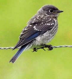 Blue-winged teal, eastern bluebird