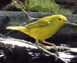 yellow warbler