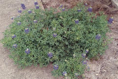 Bluebonnet in unique location
