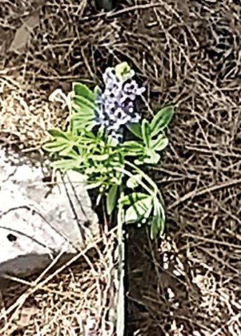 Remnant of spring
