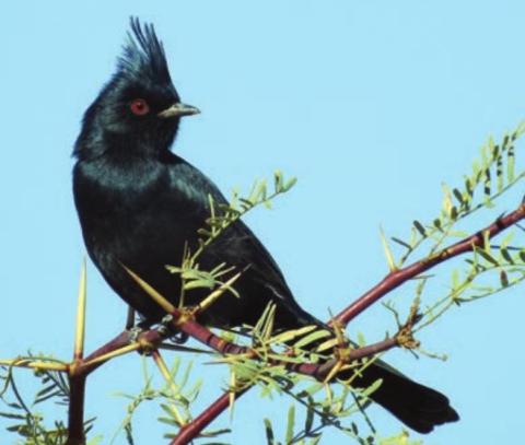 Phainopepla