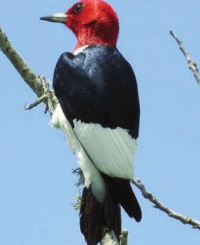 Red-headed woodpecker