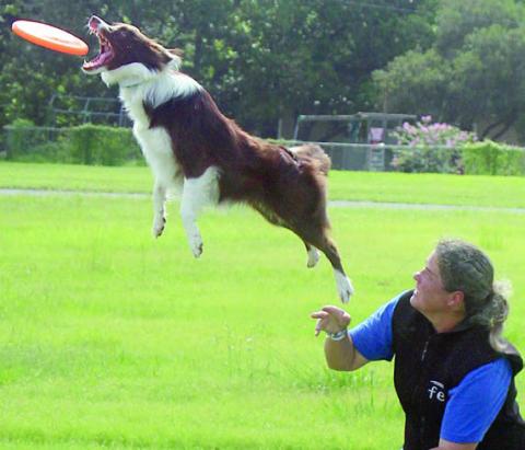 High-flying disc dog