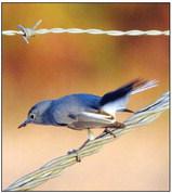 Gnatcatcher