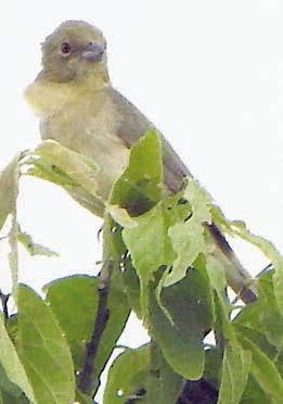 Painted bunting
