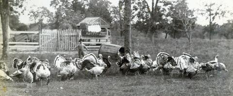 Lou is Melcher’s photo graph of his family’s turkeys being herded by one of his younger brothers in 1892. Courtesy of Fayette Heritage Museum &amp; Archives
