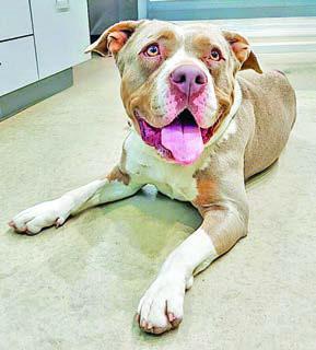 Adopt me!