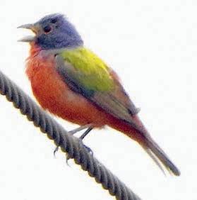 Painted bunting