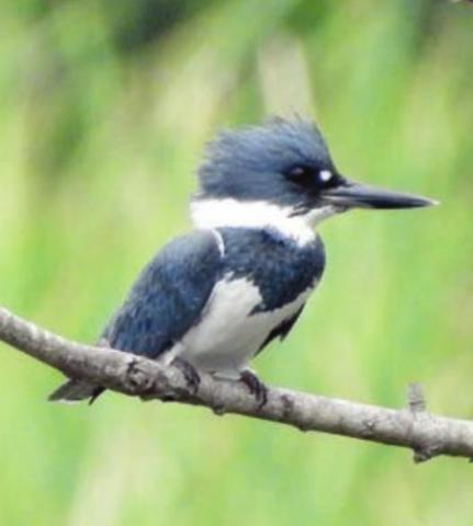 A few belted kingfishers can be seen in Schulenburg, but more in the cooler months than in summer.