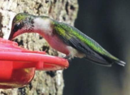 Hummingbirds, shrike