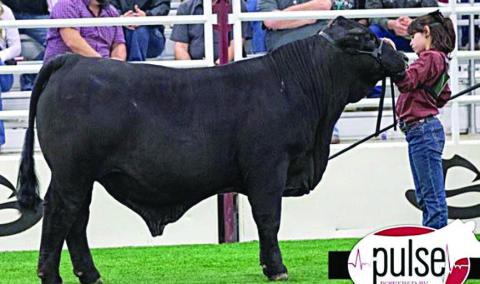 Veselka Farms breeds reserve champion Brangus steer