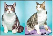 Adopt me!