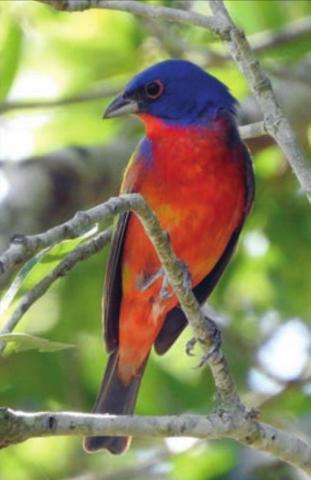 Painted bunting photos