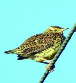 Meadowlark, pine warbler