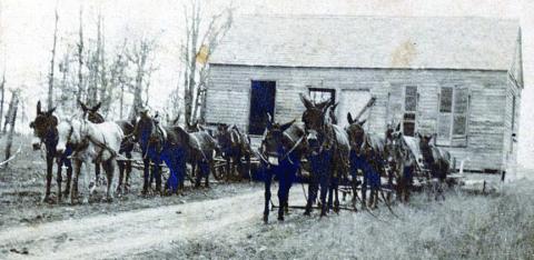 A team of 16 mules was used by Jan Kana to move the old Bluff school house to the Louis Eck home place in 1916. Photo Courtesy of Fayette Heritage Museum &amp; Archives