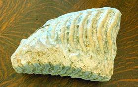 Mammoth ’s tooth found in an area gravel pit many years ago.