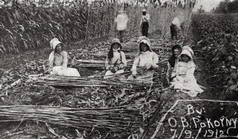 Photograph by O.B. Pokorny, taken on July 9, 1912 of the Frank Pokorny family of Ellinger, along with two relatives, cutting and de-leafing sugar cane for the syrup press. – Courtesy of Fayette Heritage Museum &amp; Archives, La Grange