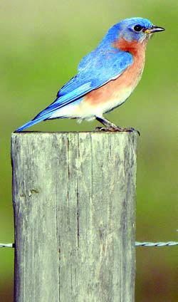 Eastern Bluebirds, Eastern Phoebe