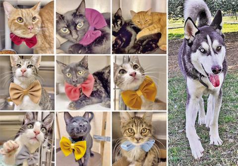Adoptions from the from the Gardenia E. Janssen Animal Shelter totaled 968 in 2023 – 678 cats and 290 dogs. At left are nine of the cats that came through the shelter doors – some are still available. At right is Thor – a goofy “lovebug” 5-year-old husky – who is also available for adoption.