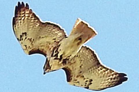 Landa photographs red-tailed hawk
