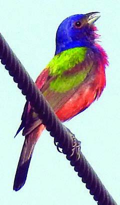 Painted buntings