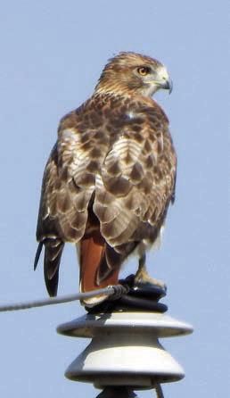 Eastern Bluebirds, Red-tailed Hawk