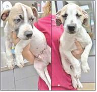 Adopt me!