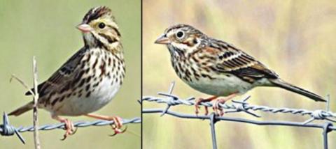 Sparrow photos