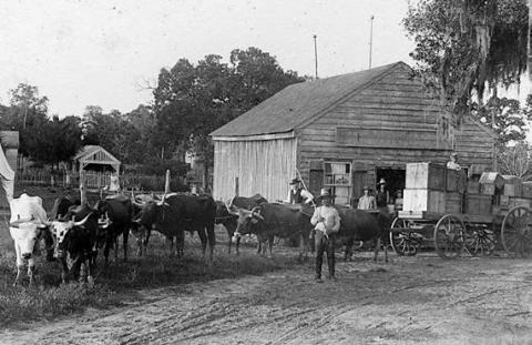 This photo of George Huebner with his ox-team at O’Quinn in the 1890s was captured by Louis Melcher. Courtesy of Fayette Heritage Museum &amp; Archives