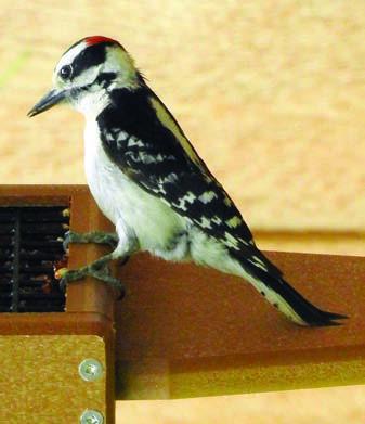 Woodpeckers photographed