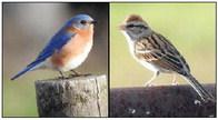 Eastern Bluebirds, Chipping Sparrow