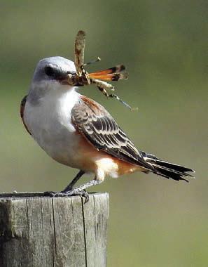 Scissortail flycatcher