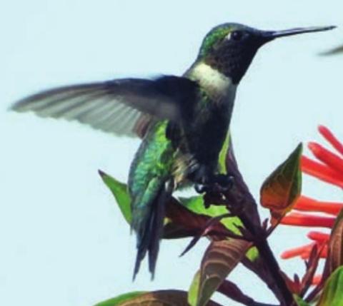 Landa photographs hummingbirds