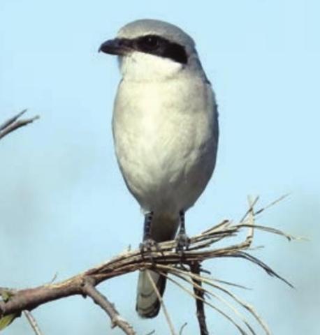 Loggerhead Shrike