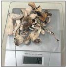 The psilocybin mushrooms, commonly known as magic mushrooms, that were found by SPD officers after a traffic stop are shown on a scale that reads 12 grams.